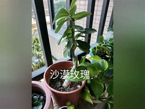 全日照植物 西曬|【全日照植物西曬】陽台西曬不怕熱！全日照植物清單。